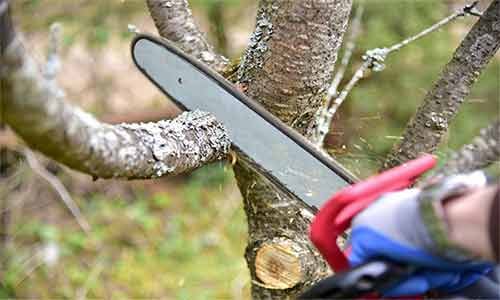 Professional-Chainsaw Best Professional Chainsaw in 2022 | Experts Top Pick