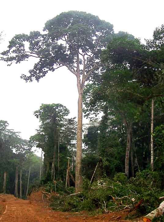 Sapele Tree